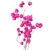 Flor Bougainville Cor Rosa Pink | Desidratado Arranjos e Decoração