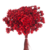 900 Sempre Viva Florzinha Vermelha I Flores Desidratadas - comprar online