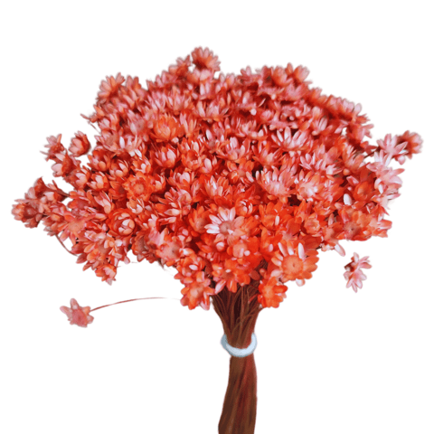 Carrossel 1