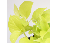 POTUS LEMON (CRODATUM) - comprar online