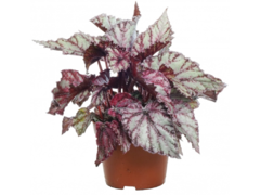 BEGONIA REX