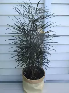 ARALIA ELEGANTISIMA