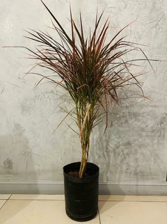 PALMERA MARGINATA TRICOLOR en internet