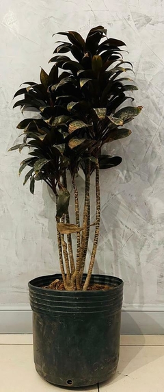 DRACENA BABY RUBRA - comprar online