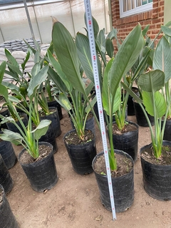 STRELITZIA NICOLAI - kök deco