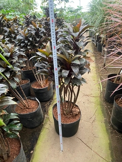 DRACENA BABY RUBRA en internet