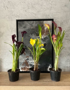 CALA COLOR - comprar online