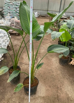 STRELITZIA NICOLAI en internet