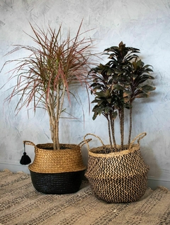 DRACENA BABY RUBRA - tienda online