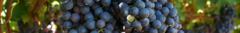 Banner de la categoría Tinto