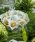 Forminha flor em papel especial - comprar online