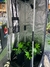 Estufa Garden HighPro Probox Basic 60x60x160 - comprar online