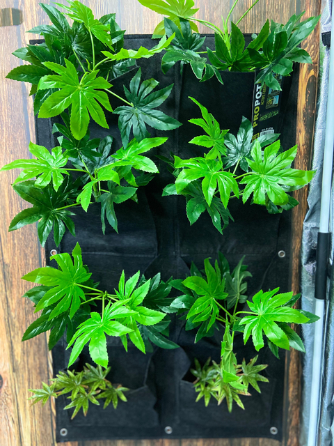 Vaso Propot Wall 8 Feltro