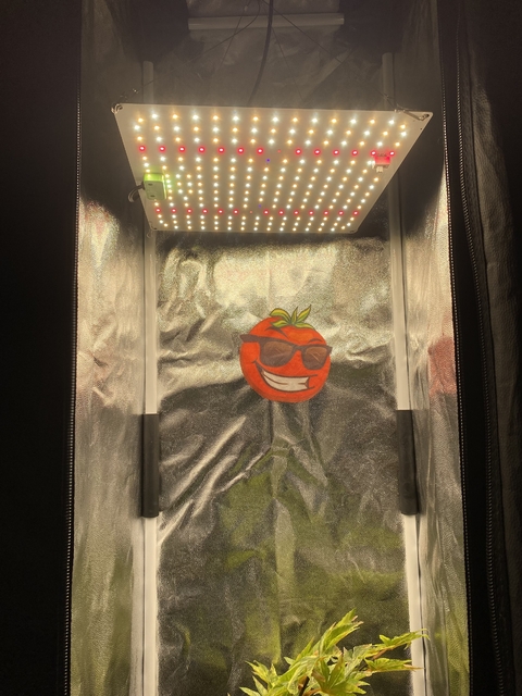 Led Samsung QB 281B 65W c/ Veg. Flora