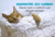 Banner de Aumigos Pet Shop