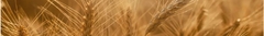 Banner da categoria Linha Case/New holland