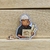 Pin Capibara arquitecto 3 - comprar online