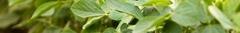Banner for category Soybean Fabrics