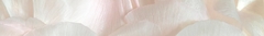 Banner for category Rose Petal Fabrics