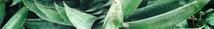 Banner for category Pineapple Fabrics