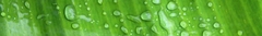 Banner for category Banana Fabrics