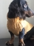 SUETER MARRON PERRITO