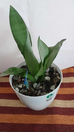 sansevieria "white cloud"