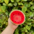 Ceramic Watermelon Plate/Bowl - Preti Home Store | Loja de decoração