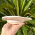 Ceramic Fried Egg Plate / Bowl - buy online