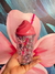 Vaso Trendy Helado