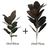Planta artificial tropical, folhas de Banyan, para casa, jardim, escritório, loja, decoração em geral - loja online