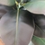 Planta artificial tropical, folhas de Banyan, para casa, jardim, escritório, loja, decoração em geral - Float Decorações
