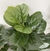 Plantas Artificiais De Grande Árvore De Ficus, Folhas De Banyan - comprar online