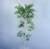 Plantas artificiais de ficus, folhas banyan, planta alta qualidade. - loja online