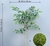 Plantas artificiais de ficus, folhas banyan, planta alta qualidade.