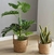 Cesto de palha para armazenamento de vaso de planta. - Float Decorações