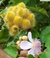 Urucum