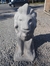 Leão de Cimento Escultura (Sem Pintura)
