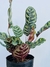Calathea M14