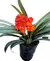 Clivia 3L