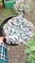 Echeveria Cubic Frost