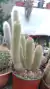 cephalocereus senilis