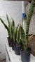 sansevieria