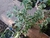 FICUS VARIEGADO - comprar online