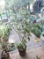 FICUS VARIEGADO