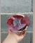 Echeveria Bordo