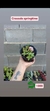Crassula springtime