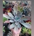 Grapthoveria Debby