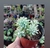 graptoverua debby