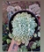echeveria elegants crestada